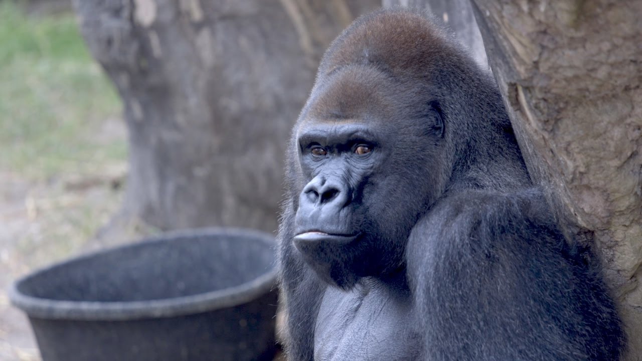 Audubon responds to injury by gorilla enrichment item at the Zoo
