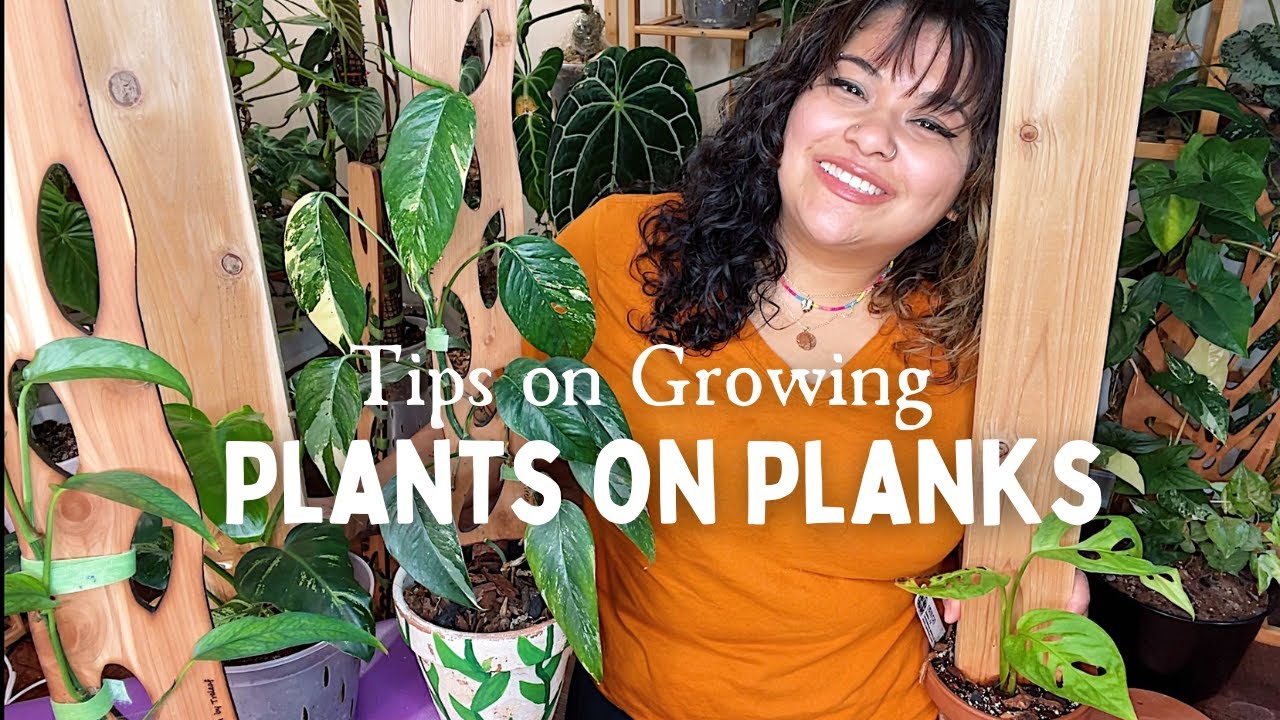 Plants on Planks: Top Tips to Growing & Maturing Plants on Planks & Plants on Plank Tour