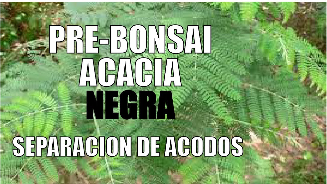 PREBONSAI de ACACIA SEPARACION DE ACODO AEREO