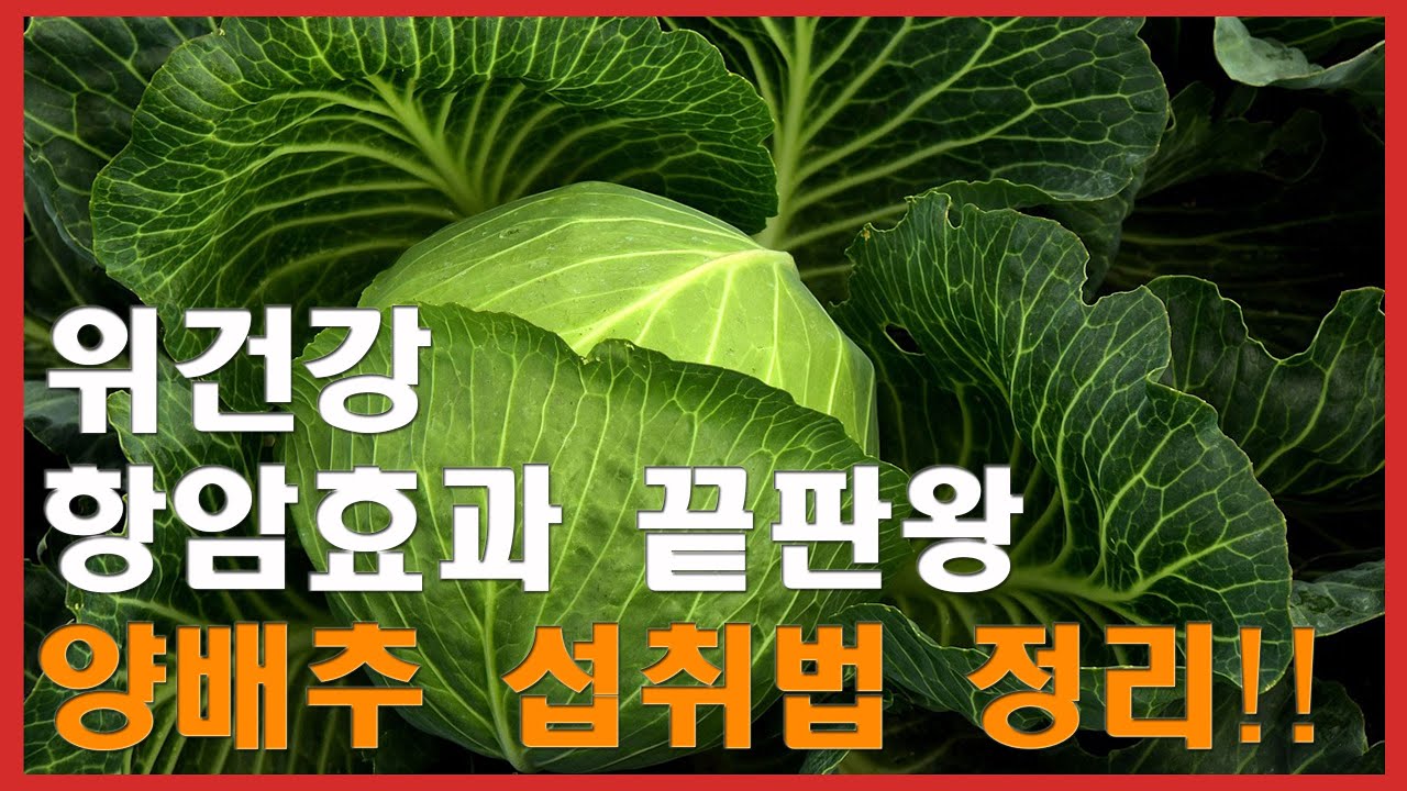 위 건강·항암효과 끝판왕 채소, 양배추 섭취법 총정리