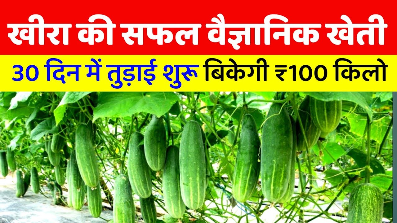 खीरा की सफल वैज्ञानिक खेती कैसे करें | Cucumber farming in hindi | kheera ki kheti seed to harvest 