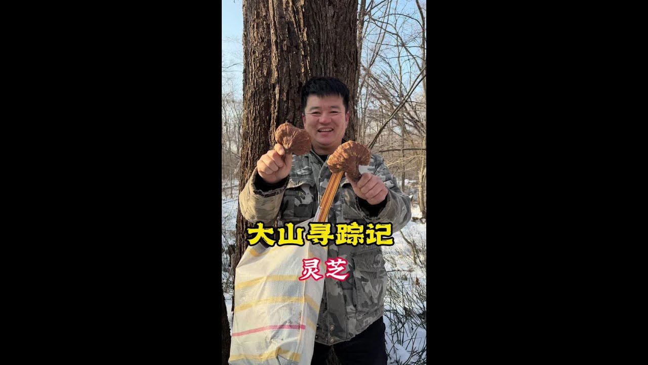 大山里如何寻找野兔踪记，平淡的一天也从不缺少惊喜。#灵芝#来财了来财了