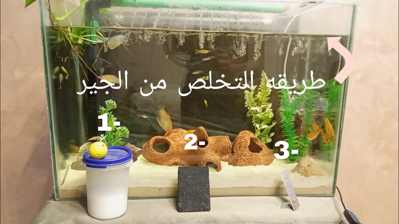 وداعًا للجير و الكلس! 3 طرق سحرية لزجاج حوض سمك بيلمع 🐠🫧✨✨