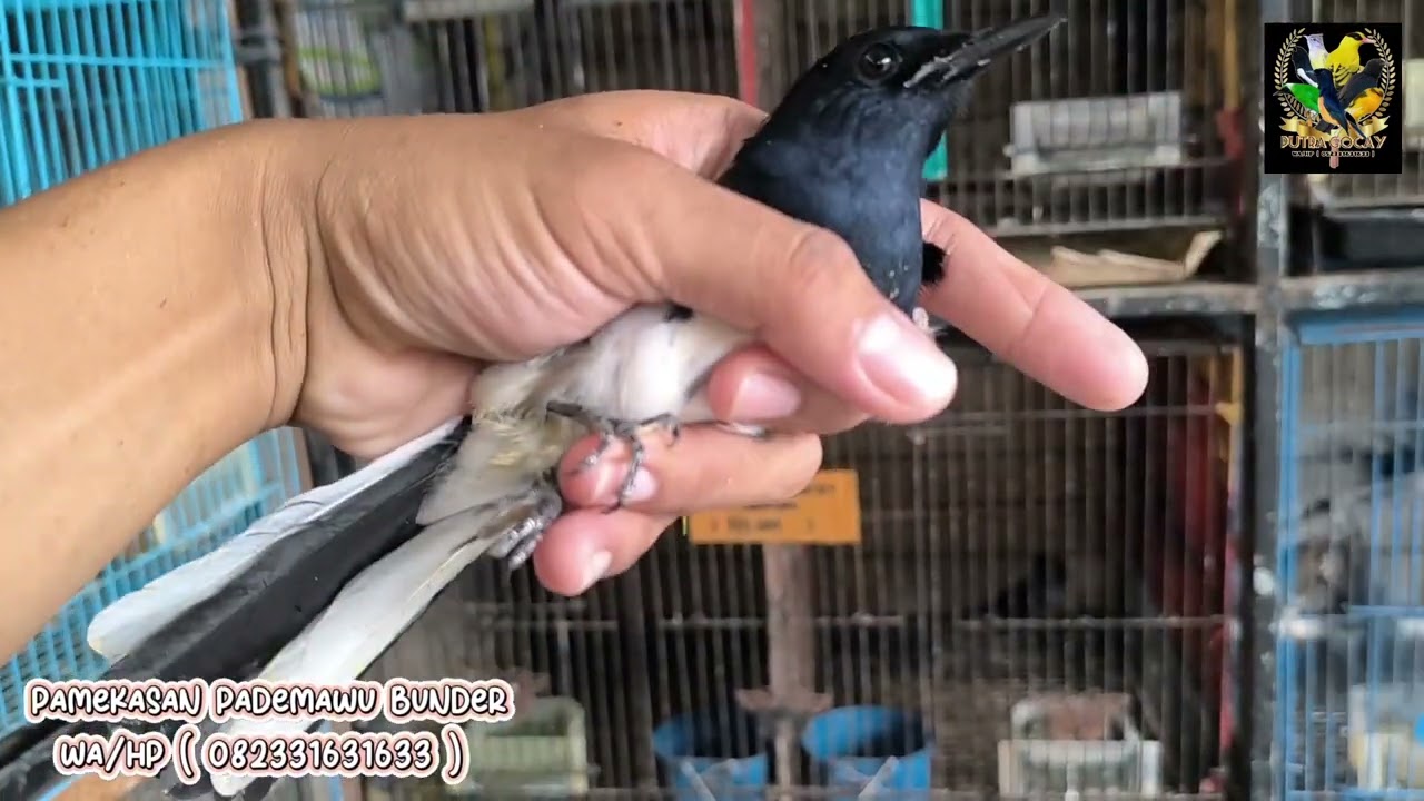 FULL MASTERAN dikios putra gocay madura.....