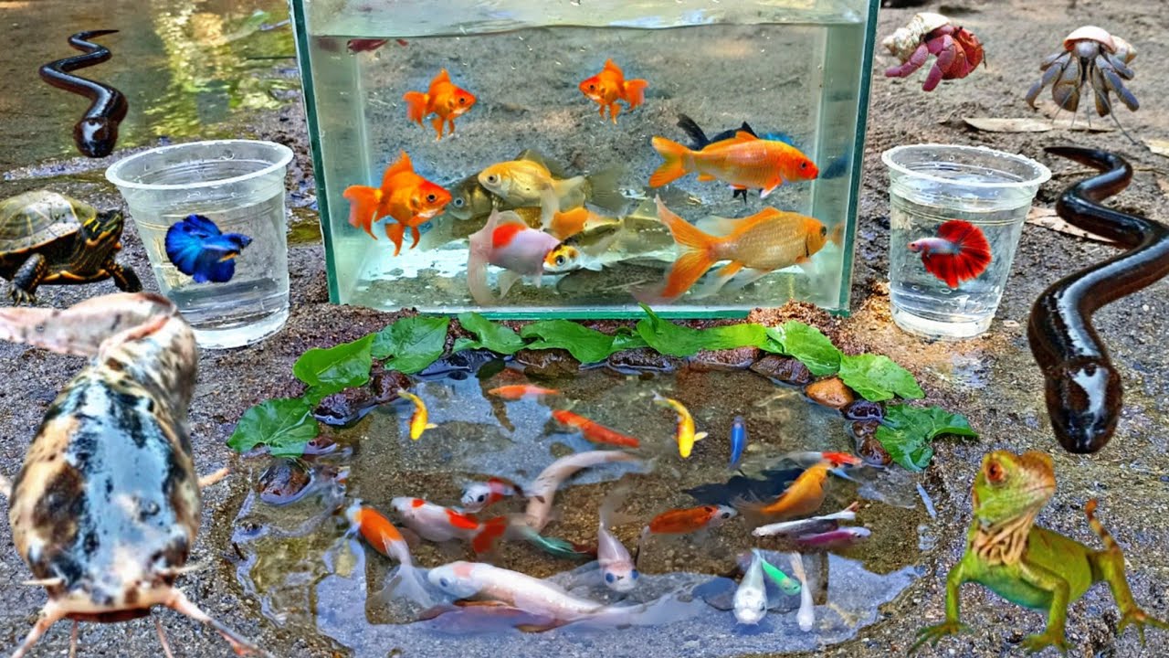 Wow! Tangkap Ikan Hias Warna warni di Sungai, Ada Ikan Cupang, Ikan Koi, Ikan Lele, Kodok, Kura-kura