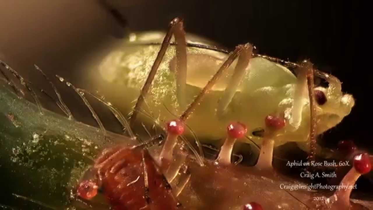 A Microscopic Tour of My Back Yard. Amazing 1080P HD Video Through the Microscope!