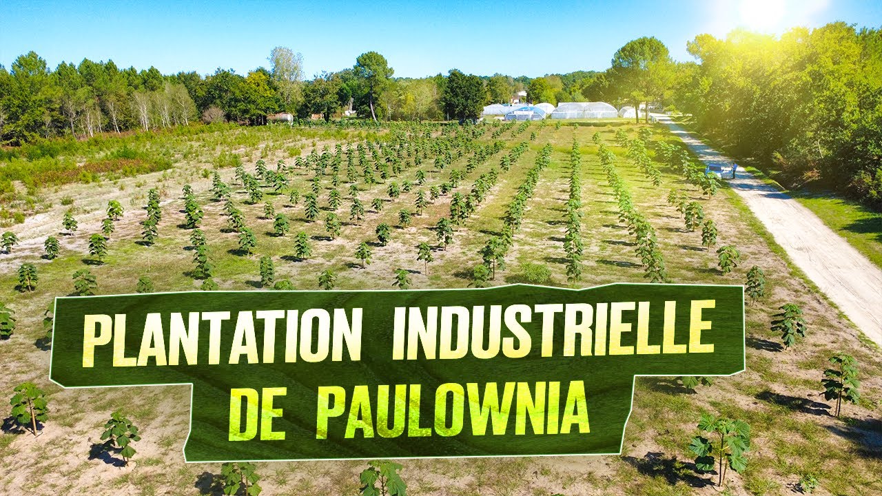 Plantation industrielle de paulownia — une technologie qui donne des résultats.