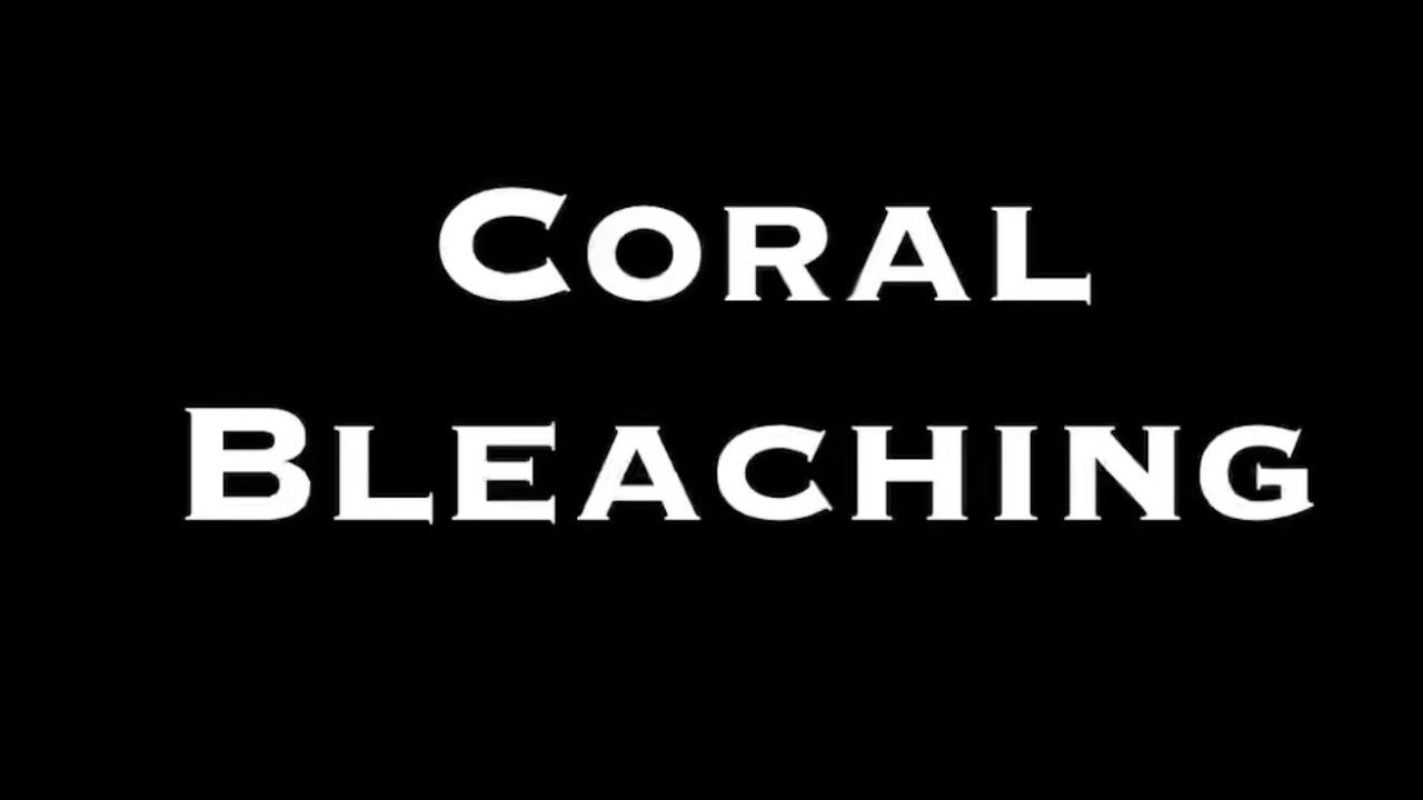 What is coral bleaching how it happened how to prevent #coralbleaching #concept #see 