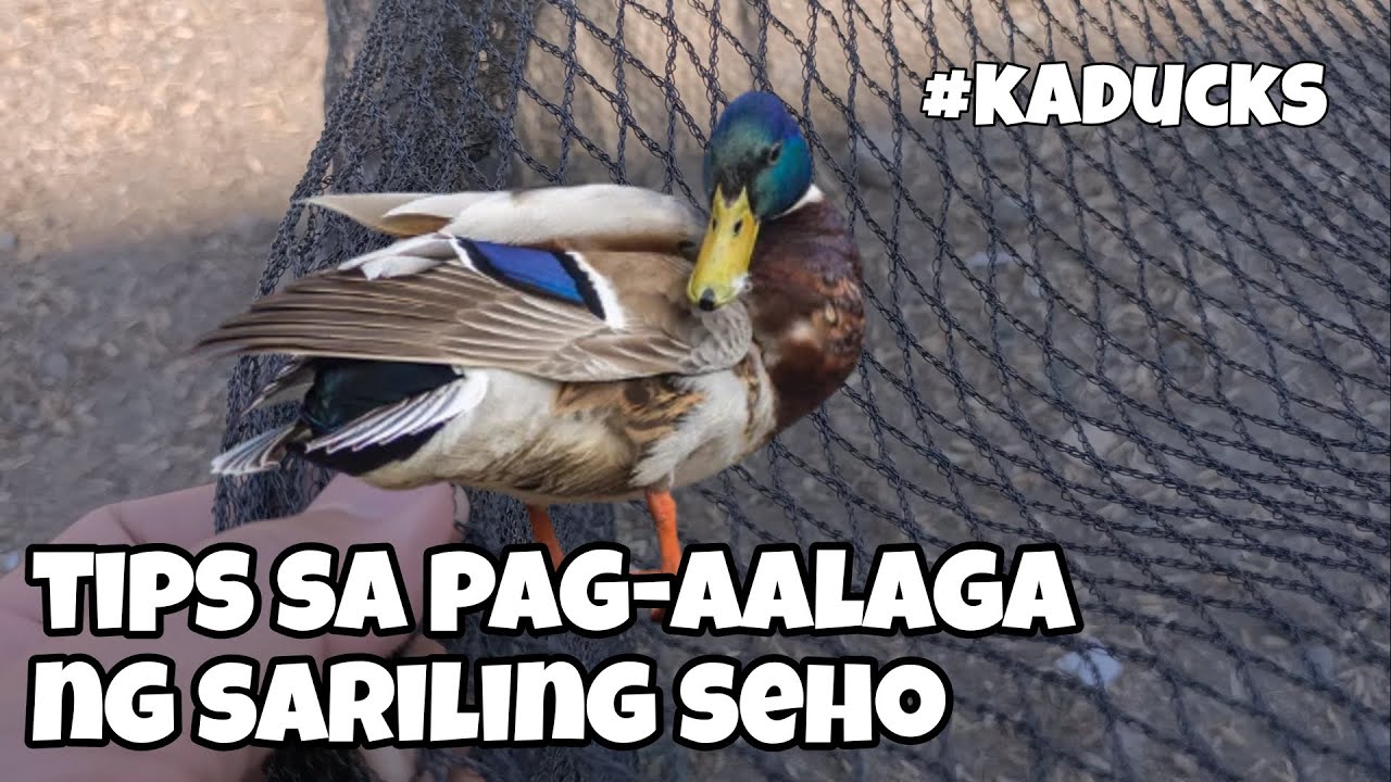 EP119 - SEHO ITIK, TIPS SA PAG-AALAGA AT MGA DAPAT IHANDA #kaducks