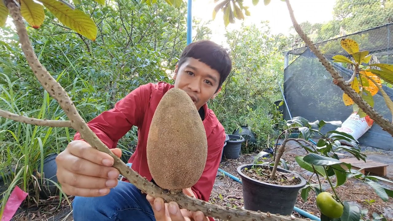 วิธีปลูกต้นไม้ให้ติดผลเร็ว เปลี่ยนพื้นที่รอบบ้านสร้างรายได้งาม | เอิร์ธสดชื่น