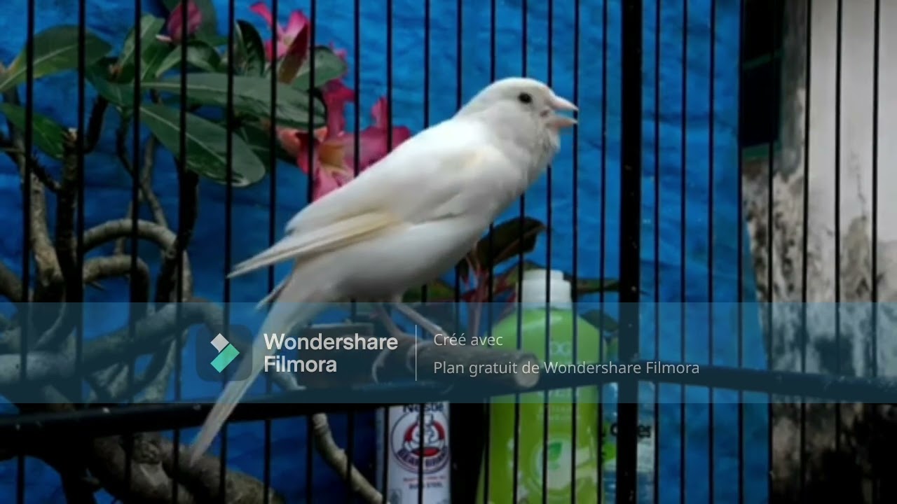 أصوات الطيور ألحان عدبة تريح النفس ......