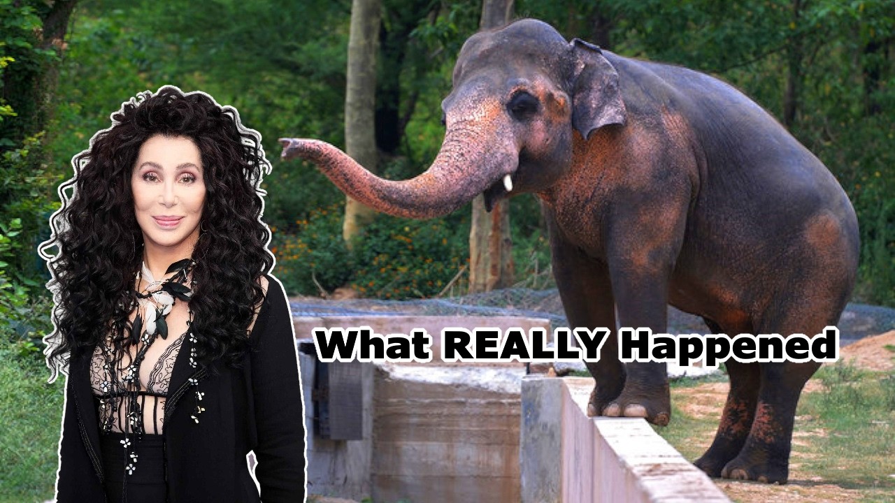 Beyond Cher: The True Story of The World's Loneliest Elephant 🐘 How Kaavan Was Finally Rescued