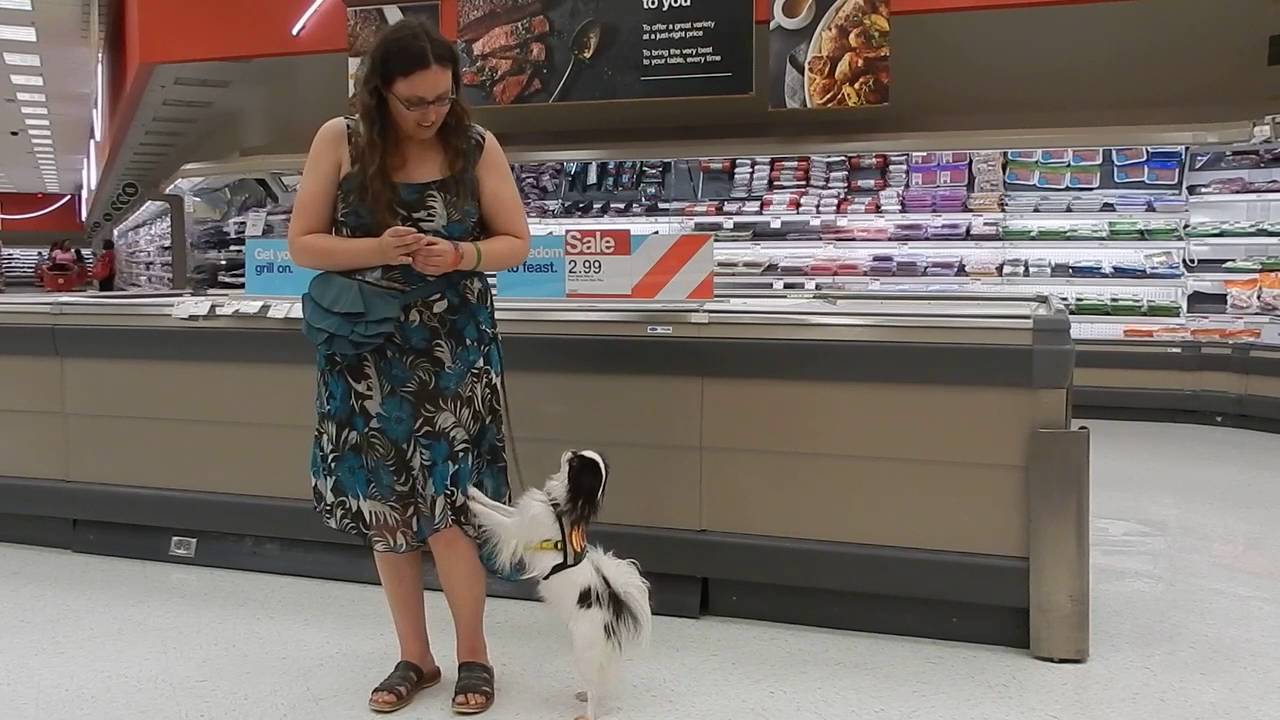 Teaching anxiety alert for psychiatric service dog 4