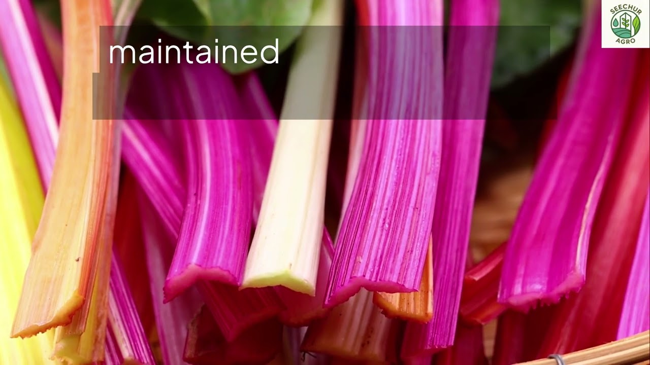 Swiss Chard NFT Hydroponics