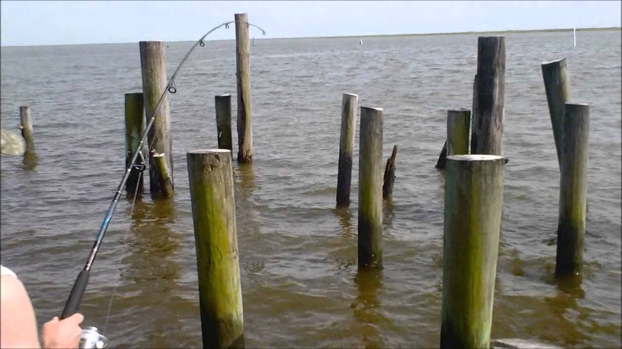 Sheepshead, Black Drum, Redfish, Red Snapper, Hopedale Lagoon
