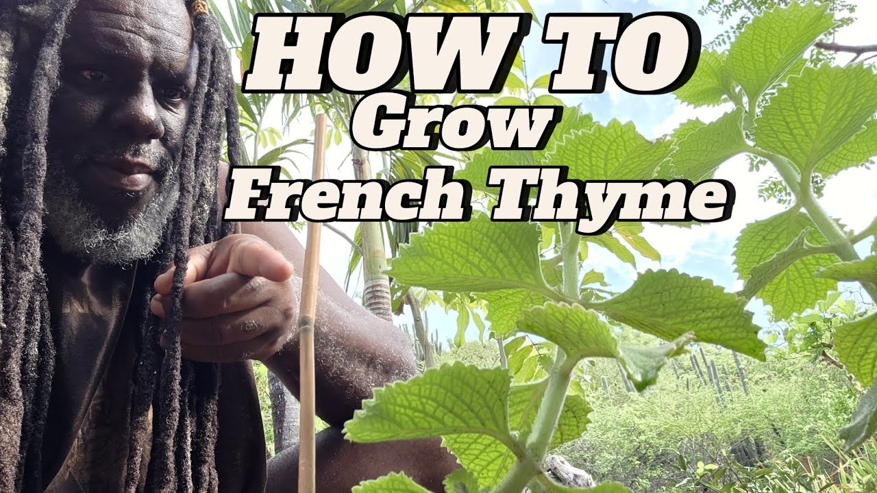 Caribbean Garden Living : How to Grow French Thyme 