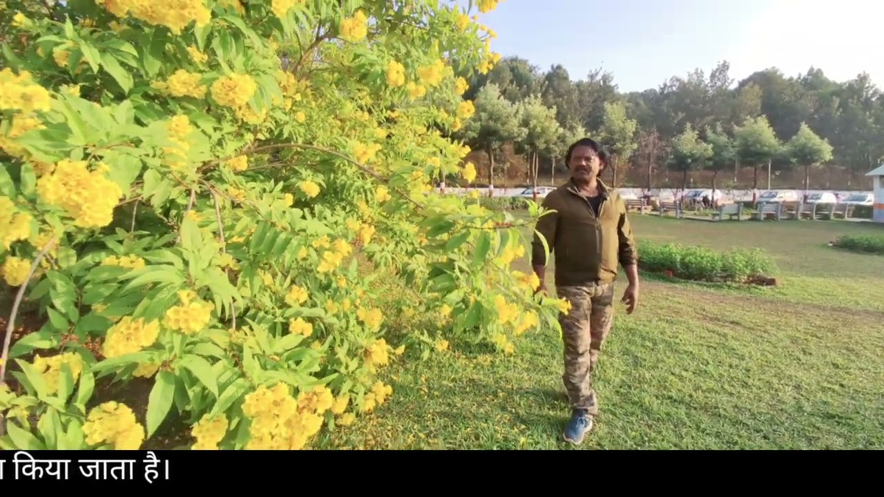 टिकोमा एक सजावटी और आकर्षक फूल देने वाला पौधा