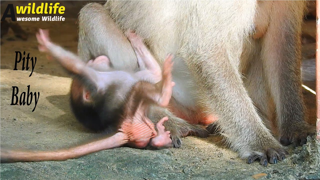 Cutie baby monkey cries on the ground when mom Malike doesn't breastfeed- Pity baby monkey