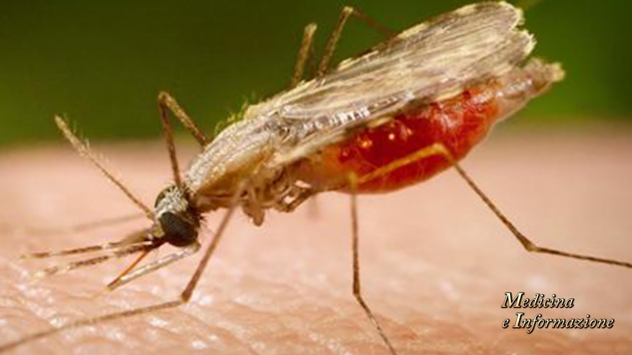 Malaria, Tetano, chikungunya: quale la giusta profilassi?