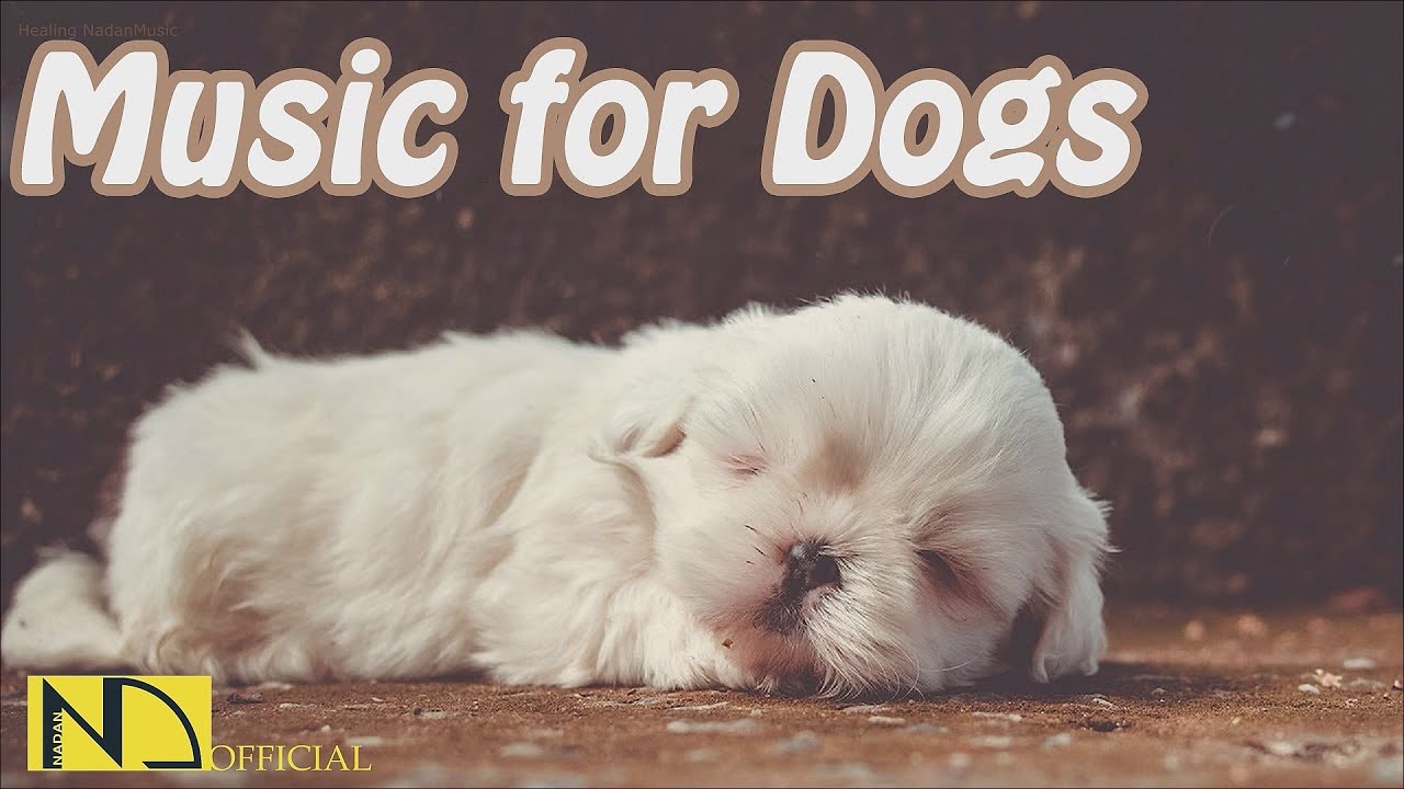 15 HOURS of Deep Sleep Relaxing Dog Music! NEW I Will Help 10 Million Dogs!