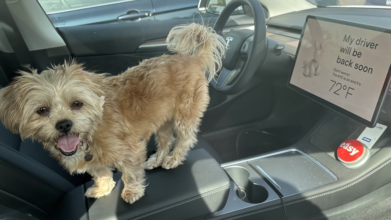 Режим Tesla Dog Mode и камера наблюдения за салоном — одни из лучших причин купить Tesla!