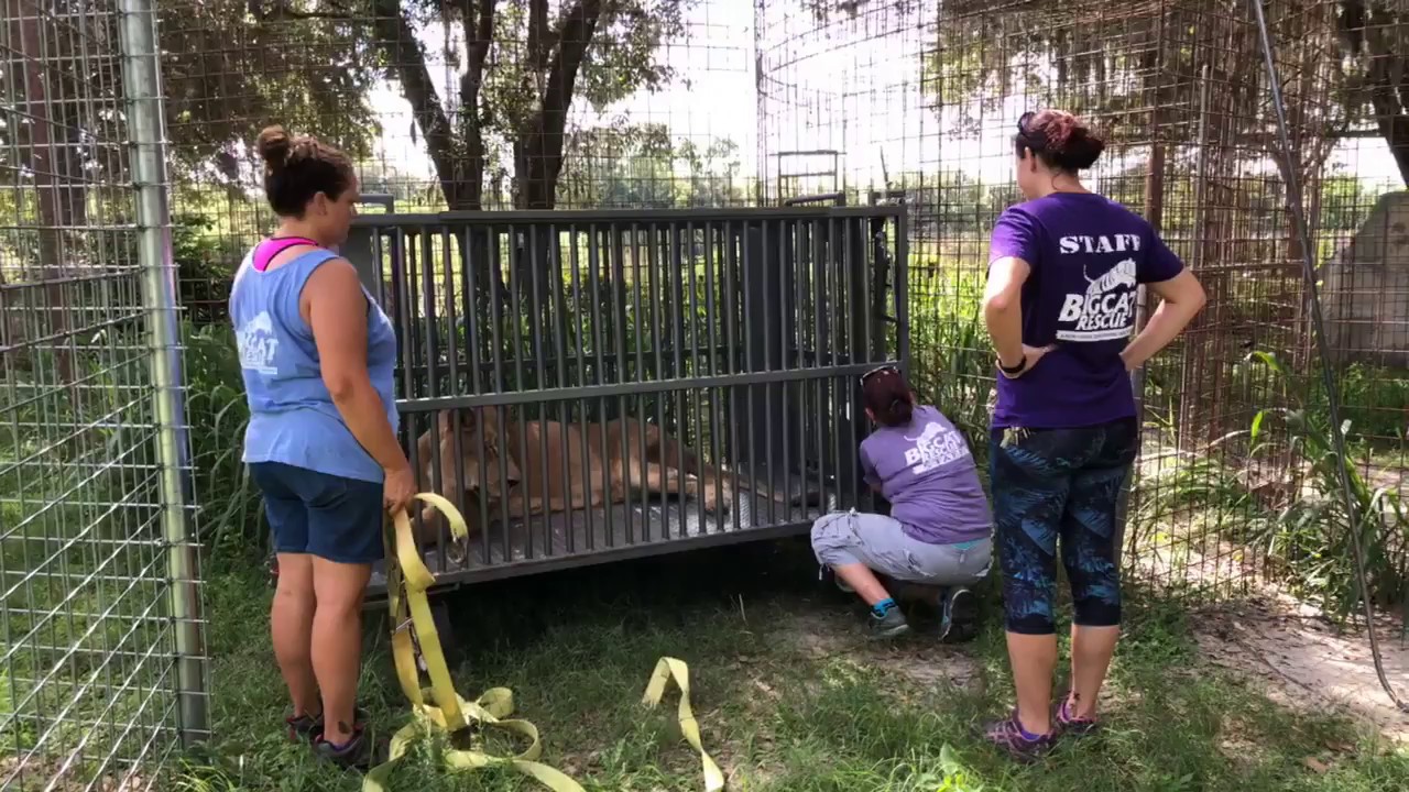 Cameron Lion is reunited with Zabu Tiger after seeing the Vet