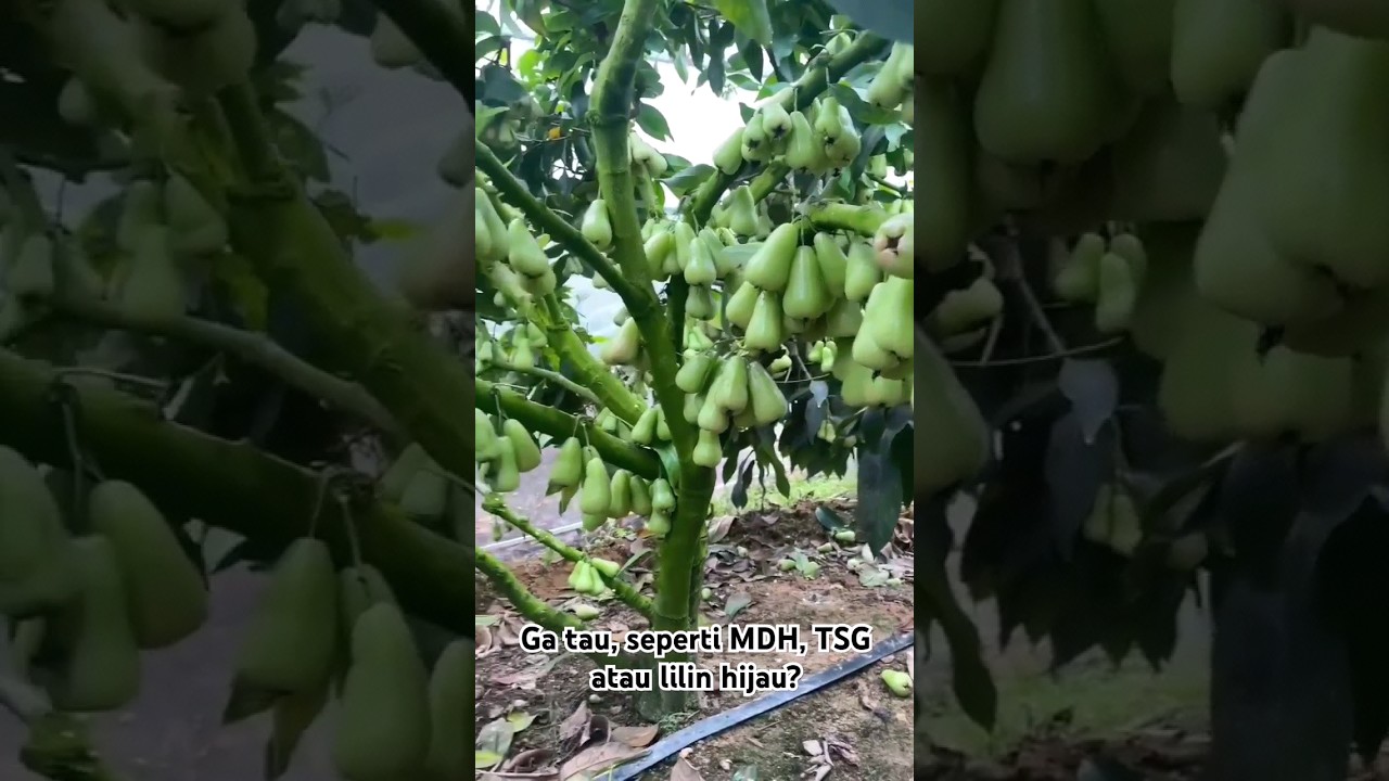 sudah ada green house jambu air menggunakan insect net di Indonesia