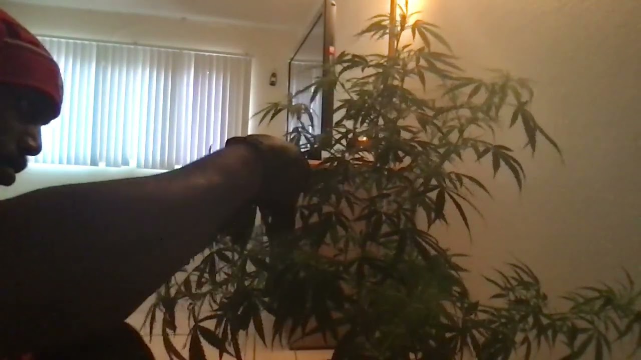 Amnesia Haze Auto training