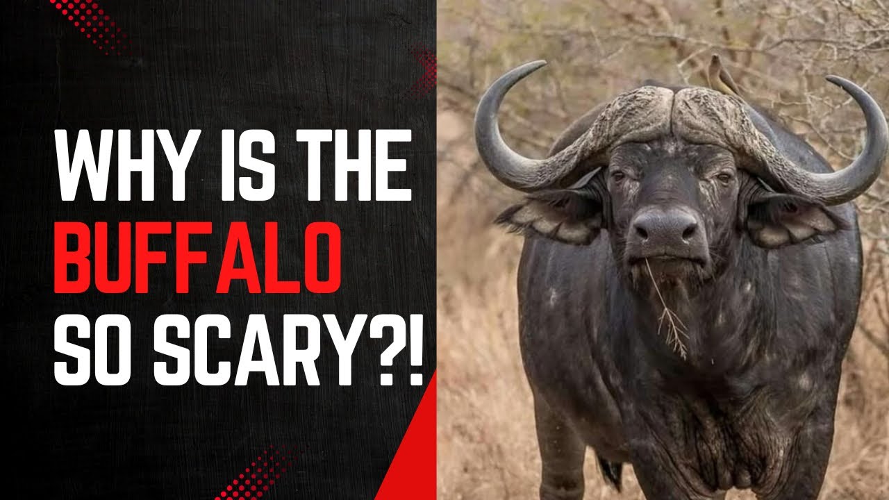 Why is the buffalo so scary?