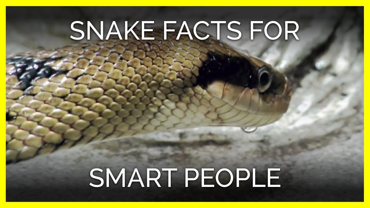 Snake Facts for Smart People
