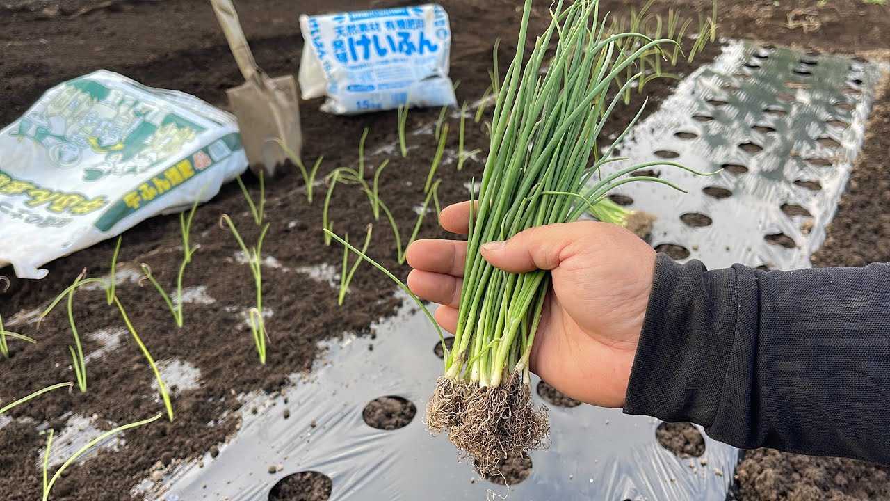 10月に玉ねぎを植えたら失敗する原因　植え付け時期に要注意！【土作り〜畝作り〜苗の植え方】　22/10/14