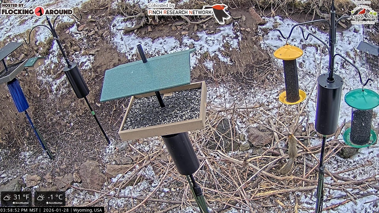 2026-01-28 - Flocking Around - Casper, WY - Live Stream Bird Feeder Cam