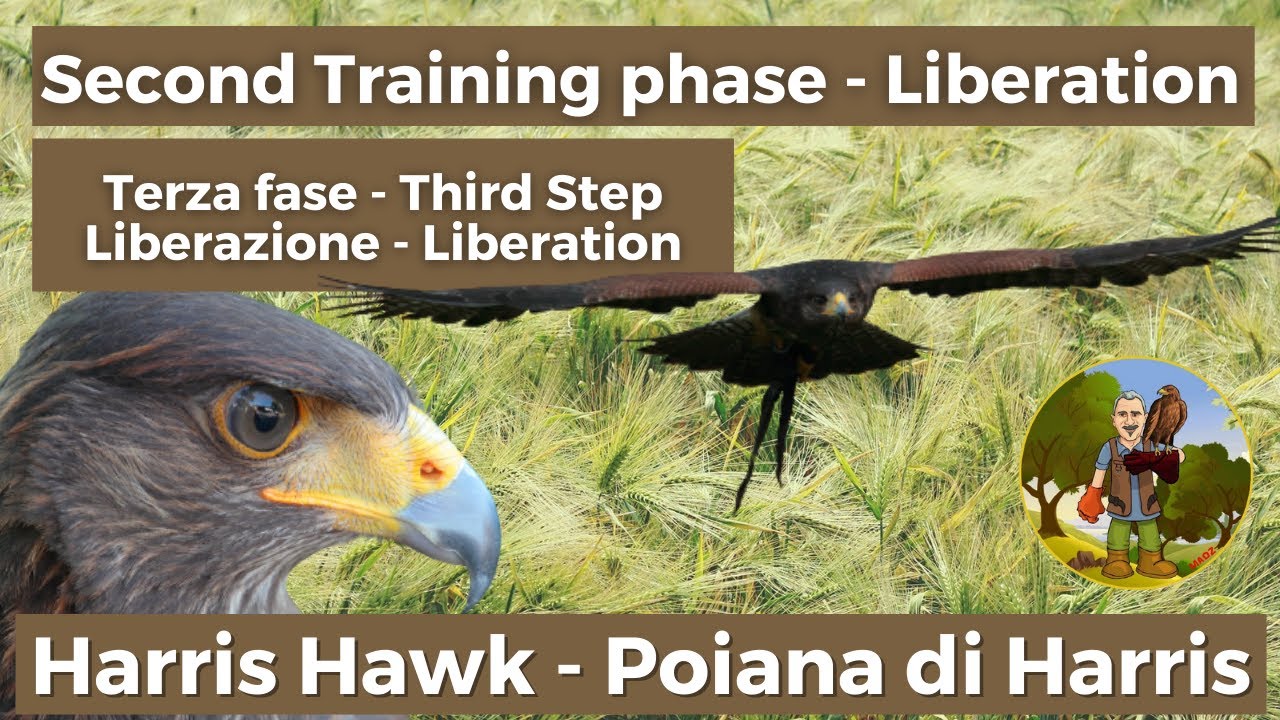 training harris hawk, Addestramento poiana di harris,Terza fase addestramento.
