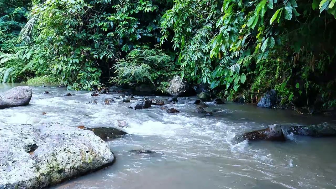 Gentle River Through Lush Forest | Peaceful Nature Sounds for Relaxation
