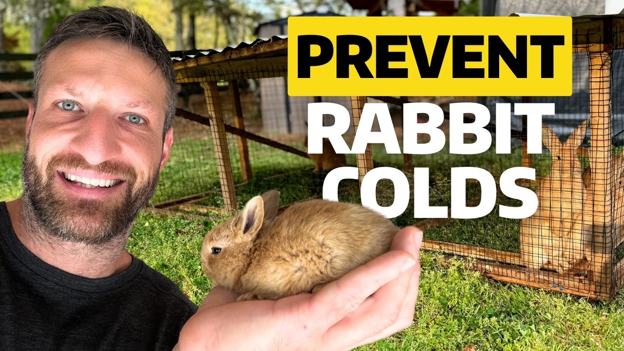 Stop Rabbit Snuffles: Simple Fixes That Work