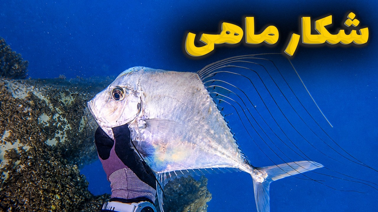 غواصی و شکار ماهی در قشم سوزا | Freediving & Spearfishing Qeshm | Trevally, Barracuda Hunt
