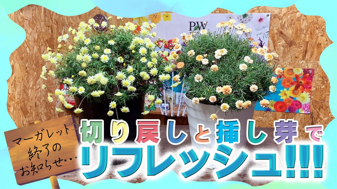 【木質化したらどうするの？】翌年に向けてマーガレットの切り戻しと挿し芽で株をリフレッシュさせよう！