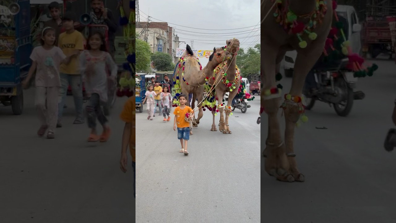 Camel qurbani 2025❤️😍camel love with kids❤️ #cow #qurbanvlogs #cowgoat #ytshorts #bestyoutuber #pet