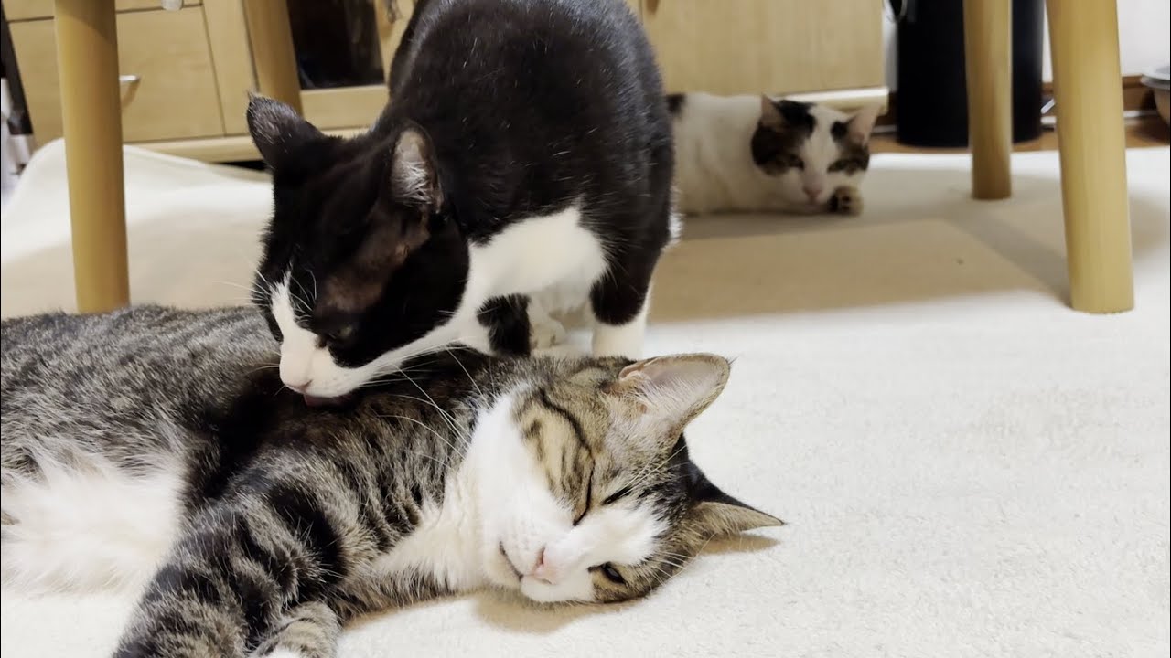 7年経っても変わらずデコ豆の世話を焼くお母さん猫