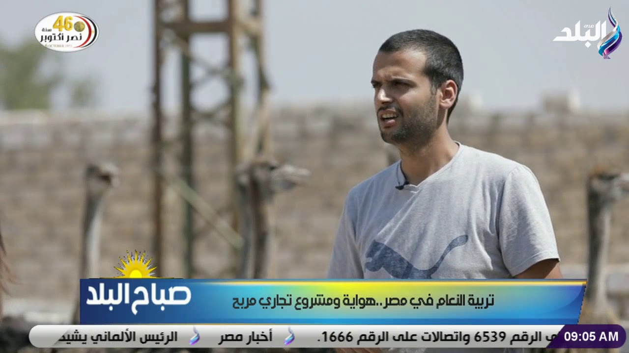 صباح البلد - تربية النعام في مصر..هواية ومشروع تجاري مربح