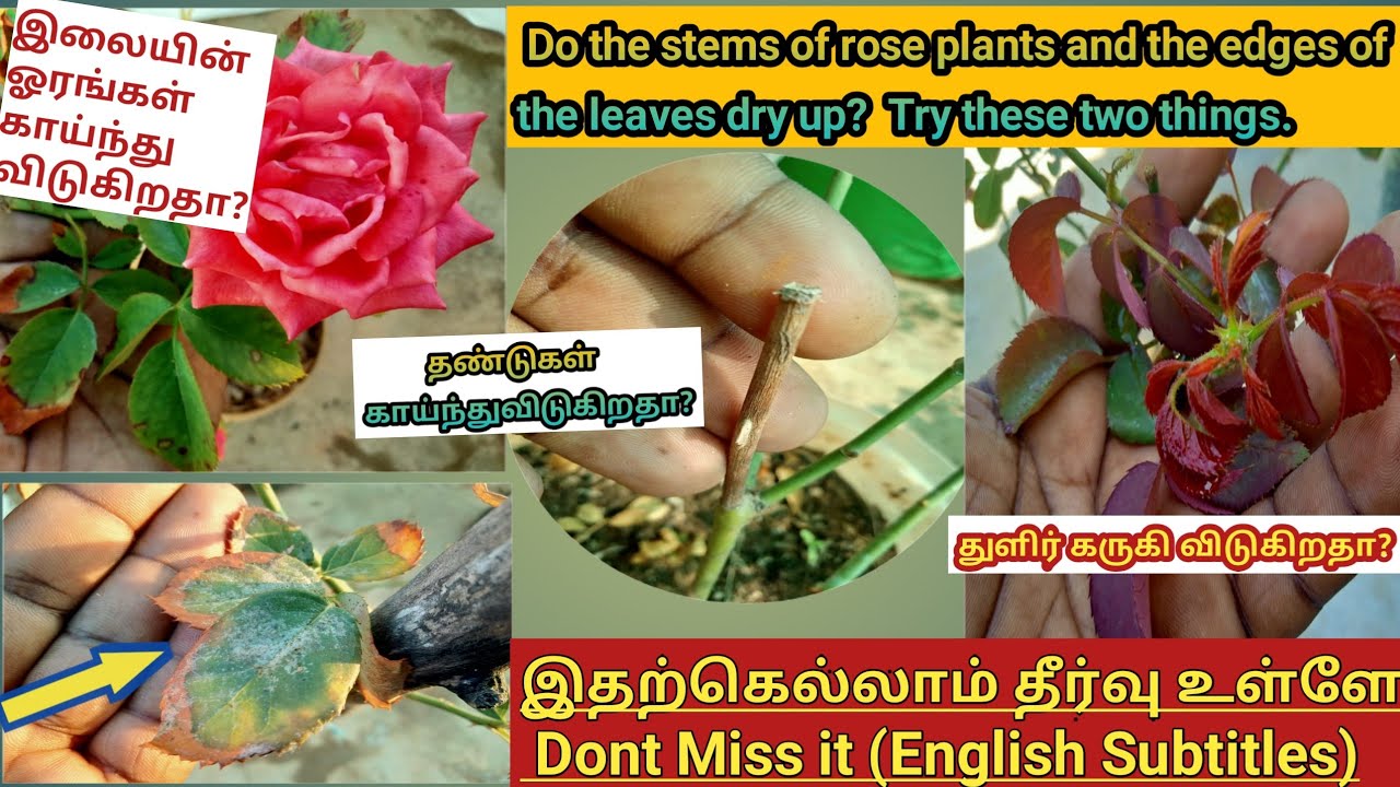 Do the Stems of Rose Plants and edges of the Leaves dry up? | Try these two things!!