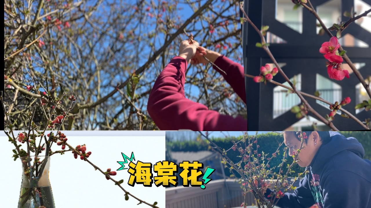 朋友后院海棠花开｜ 修下的枝 插花太美了｜温哥华初春有多美 听着歌一路风光【Garden Time 田园生活分享】2026 3