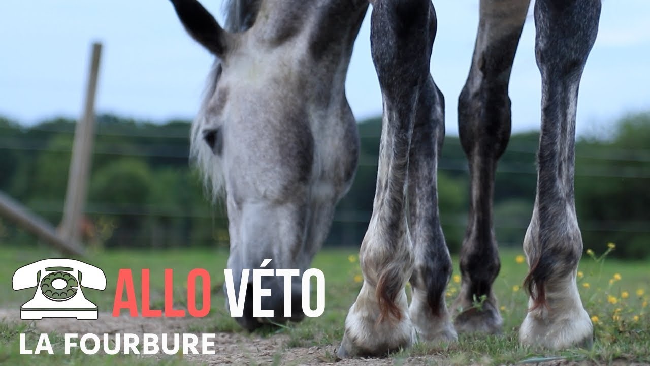 [ALLO VÉTO] : La fourbure 👣🐴