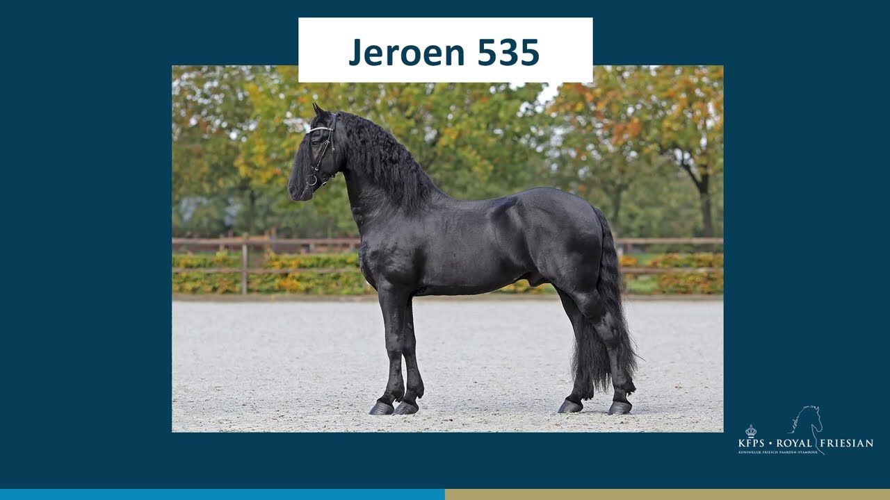 Jeroen 535