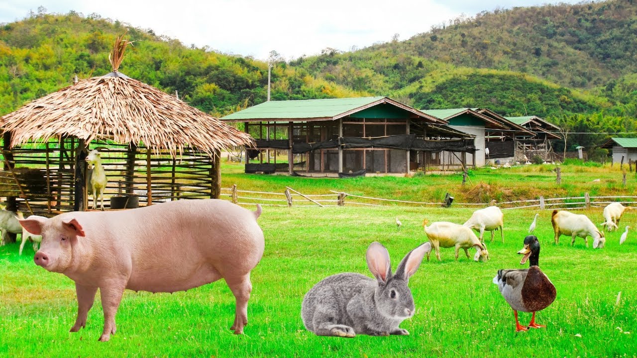 Animales de granja comiendo: Perro, Oveja, Conejo, Gato, Pollo, Pato, Cerdo - Sonidos de animales