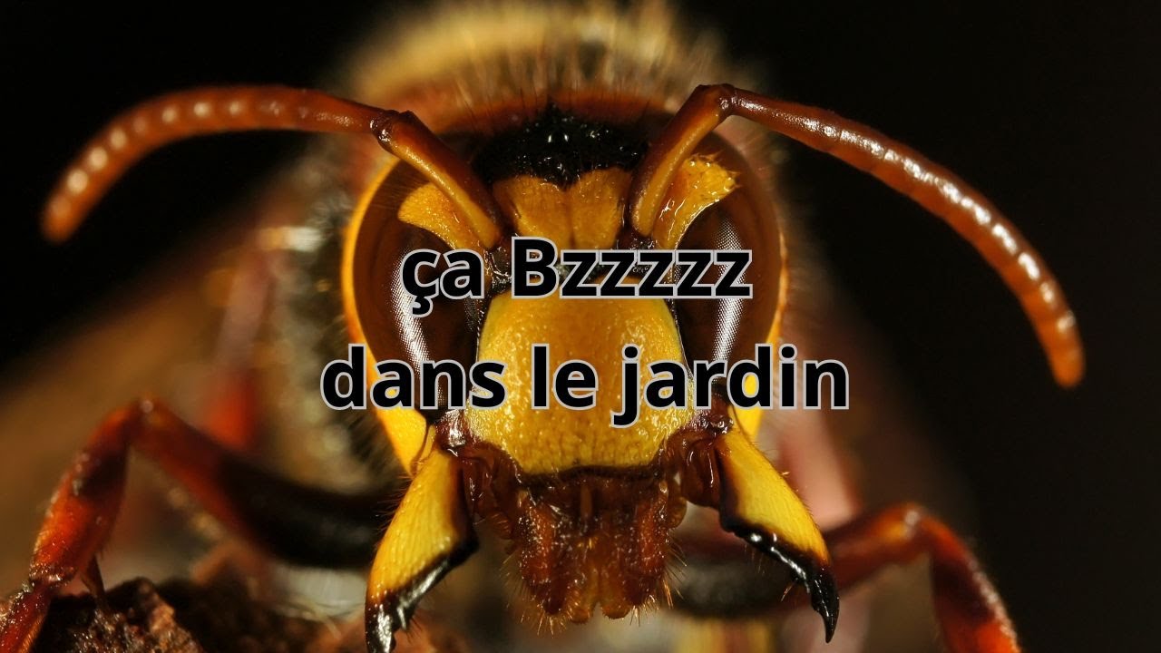 🐝 Ça bzzzzz dans le jardin… 🌼