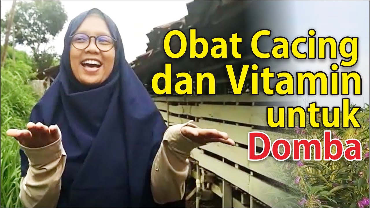 Obat Cacing dan Vitamin Untuk Domba