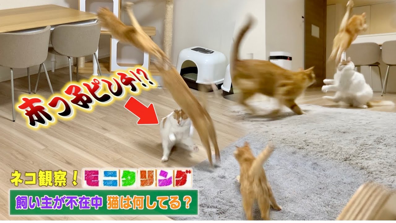 【モニタリング】仕事中に猫たちの様子を観察したら嵐が巻き起こってたんだがww