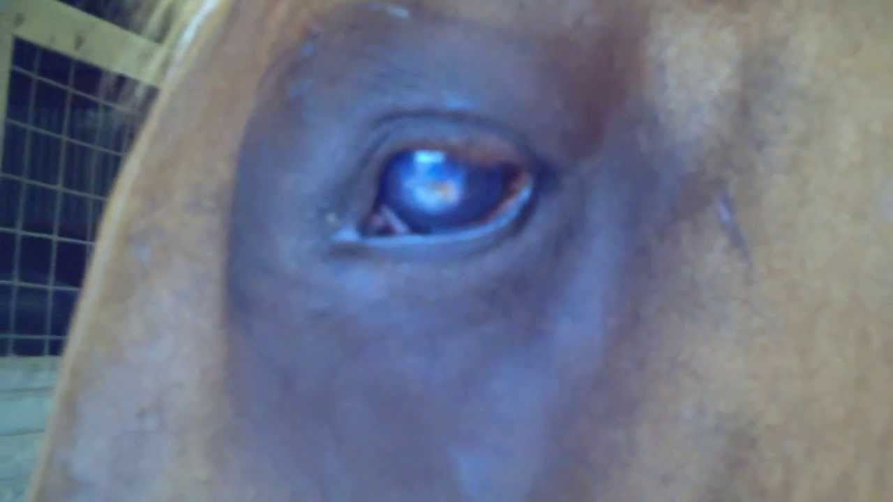 Peanut's Eye