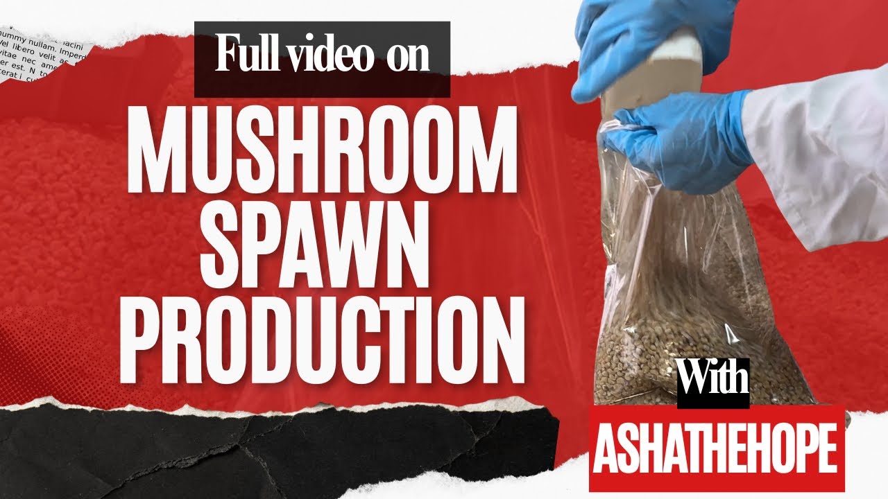 कैसे बनता है मशरुम बीज part-01|mushroom spawn production DMR Solan 📍